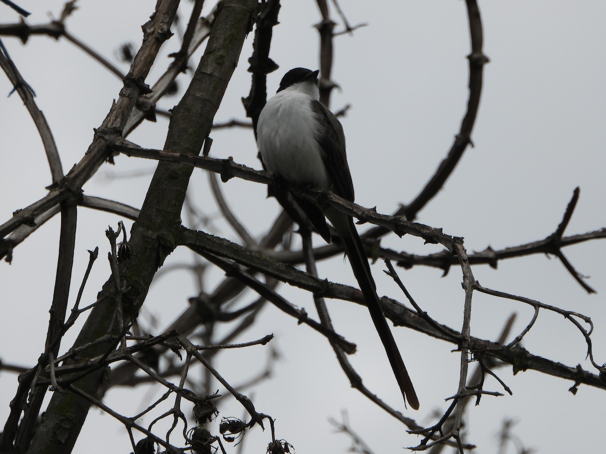 Fork-tailed Flycatcher - ML641073423
