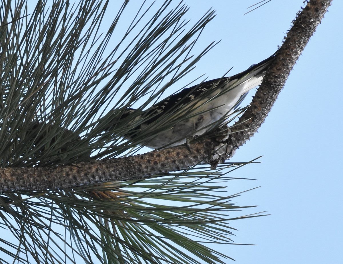 Hairy Woodpecker (Rocky Mts.) - ML641073427