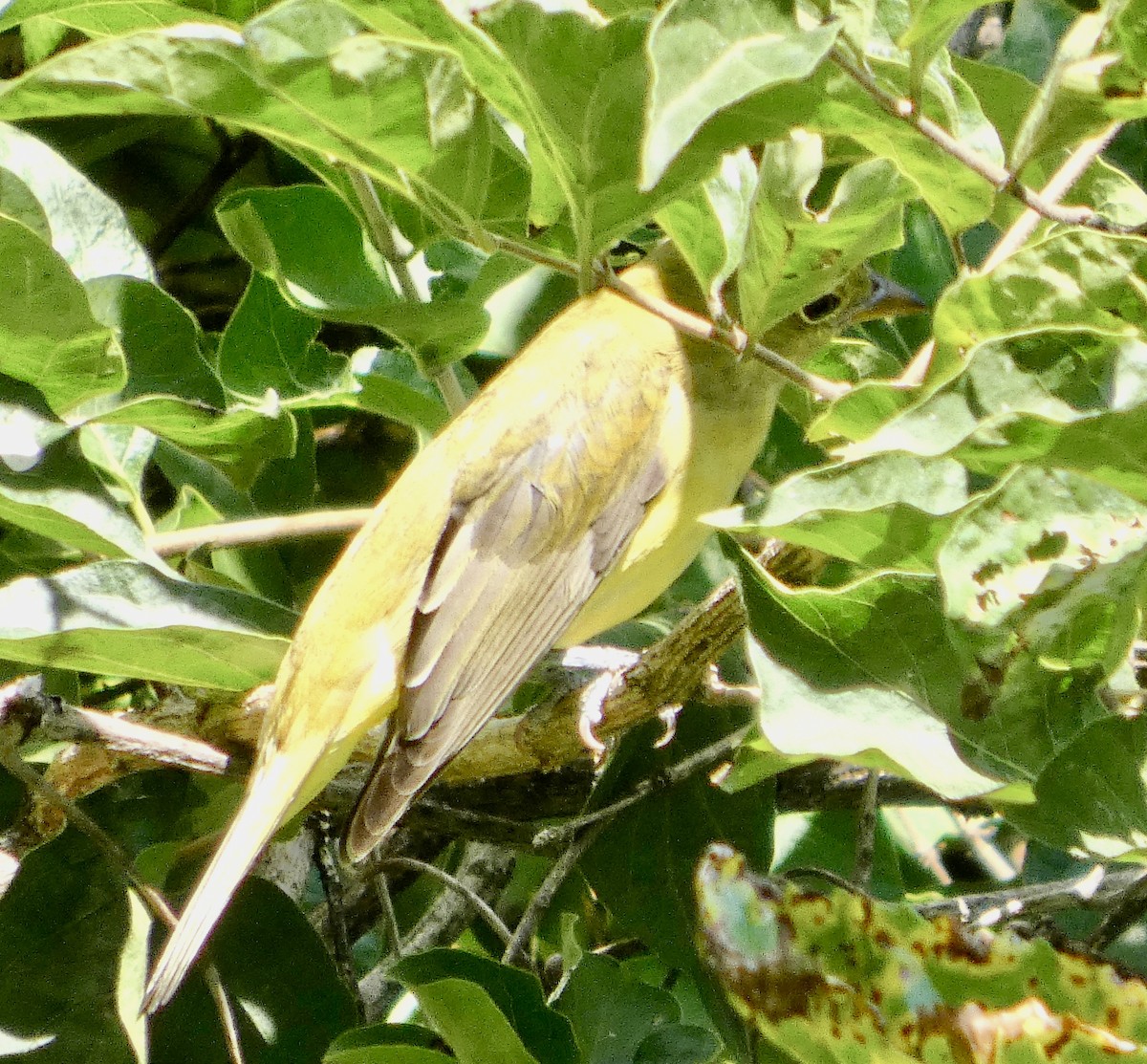 Scarlet Tanager - ML641073429
