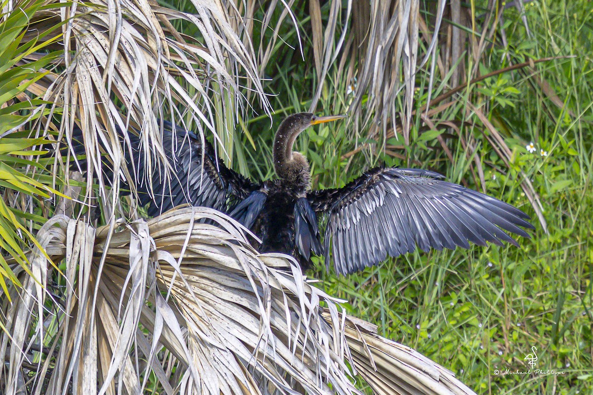 Anhinga - ML641073436