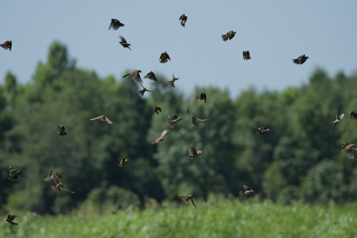 Red-winged Blackbird - ML641073439