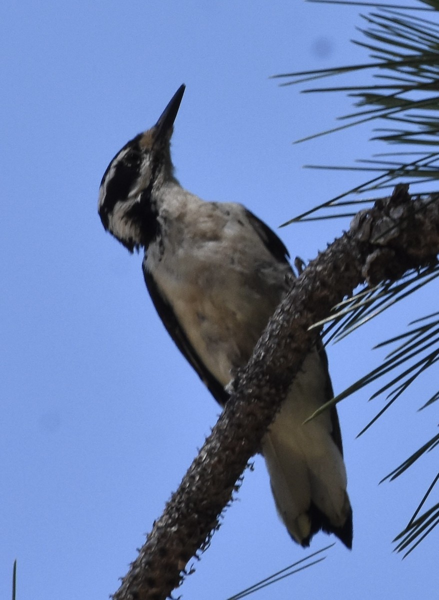 Hairy Woodpecker (Rocky Mts.) - ML641073474