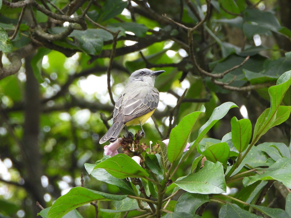 Tropical Kingbird - ML641073475
