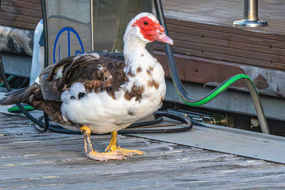 Muscovy Duck (Domestic type) - ML641073476