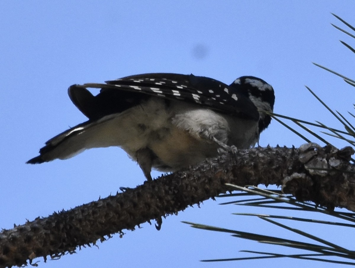 Hairy Woodpecker (Rocky Mts.) - ML641073487