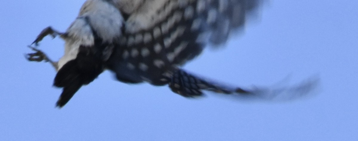 Hairy Woodpecker (Rocky Mts.) - ML641073496