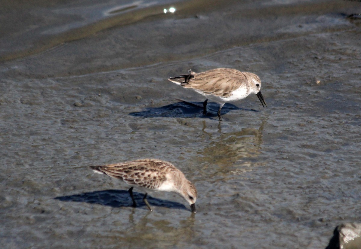 Western Sandpiper - ML641073514