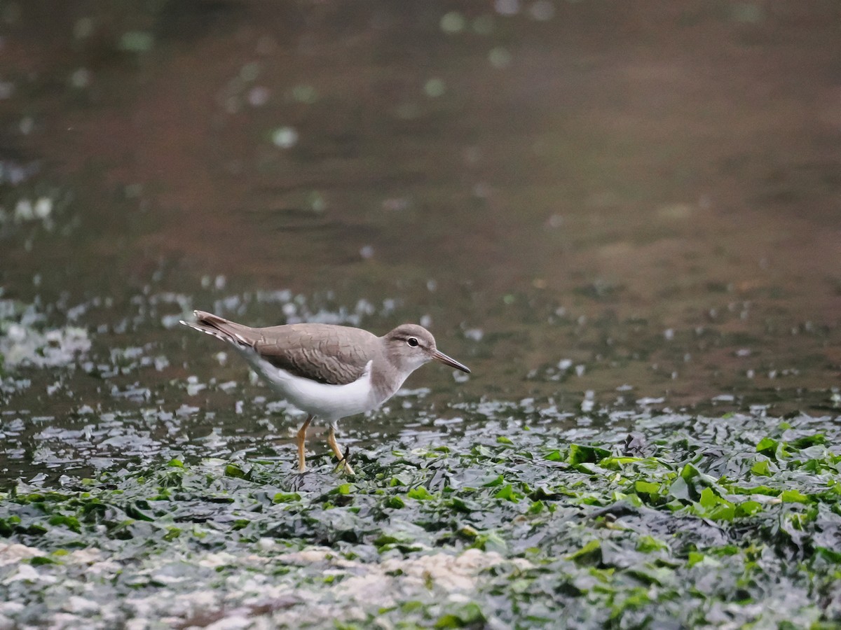 Spotted Sandpiper - ML641073577
