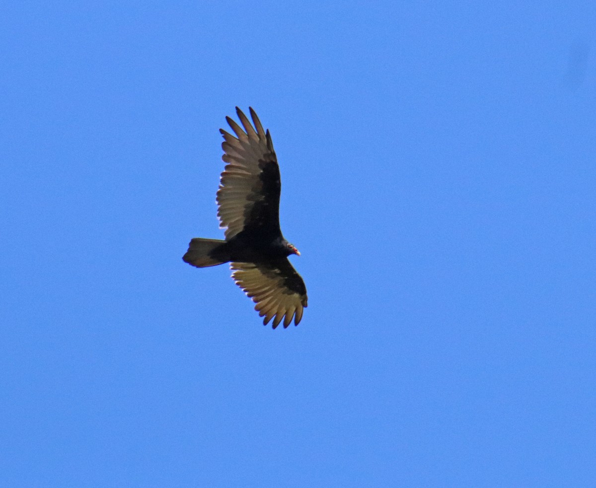 Turkey Vulture - ML641073579