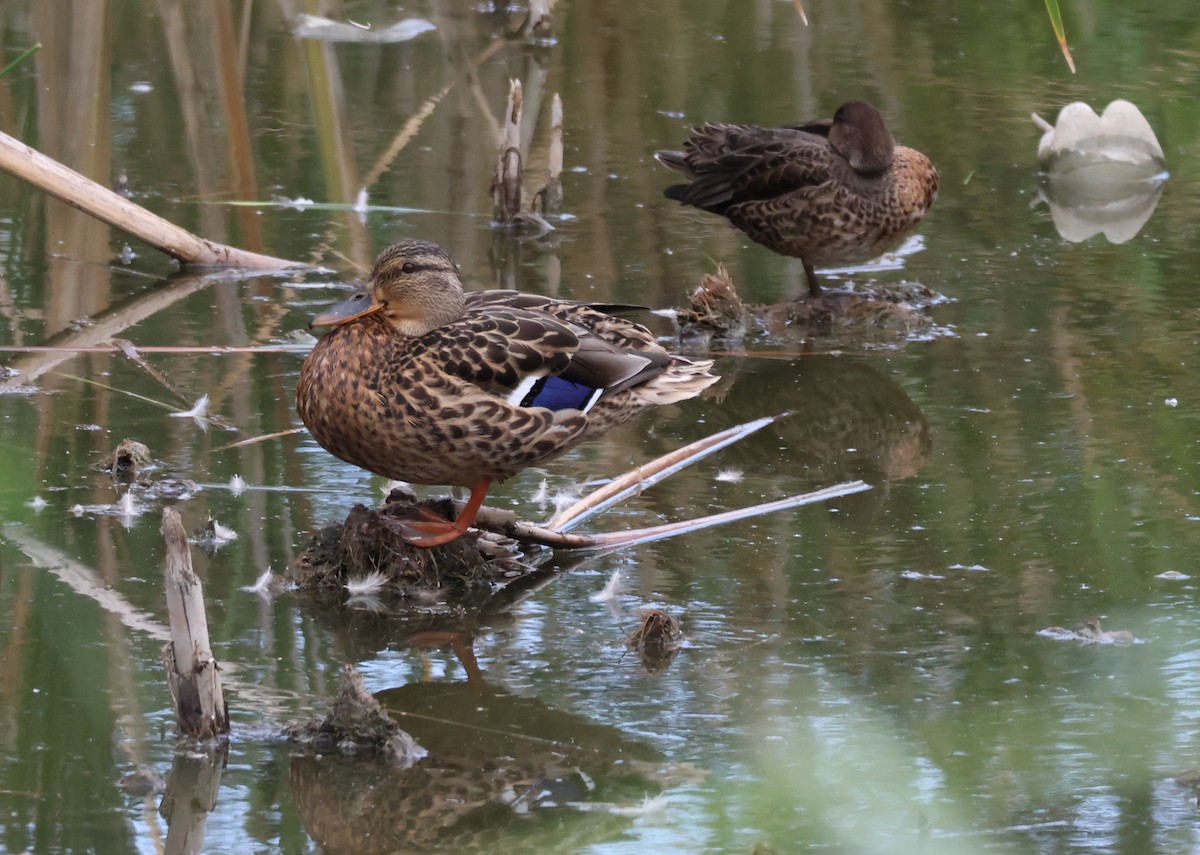Green-winged Teal - ML641073586