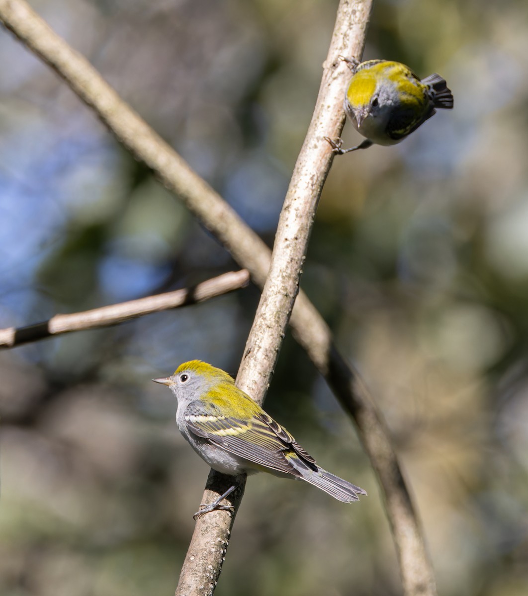 Chestnut-sided Warbler - ML641073591