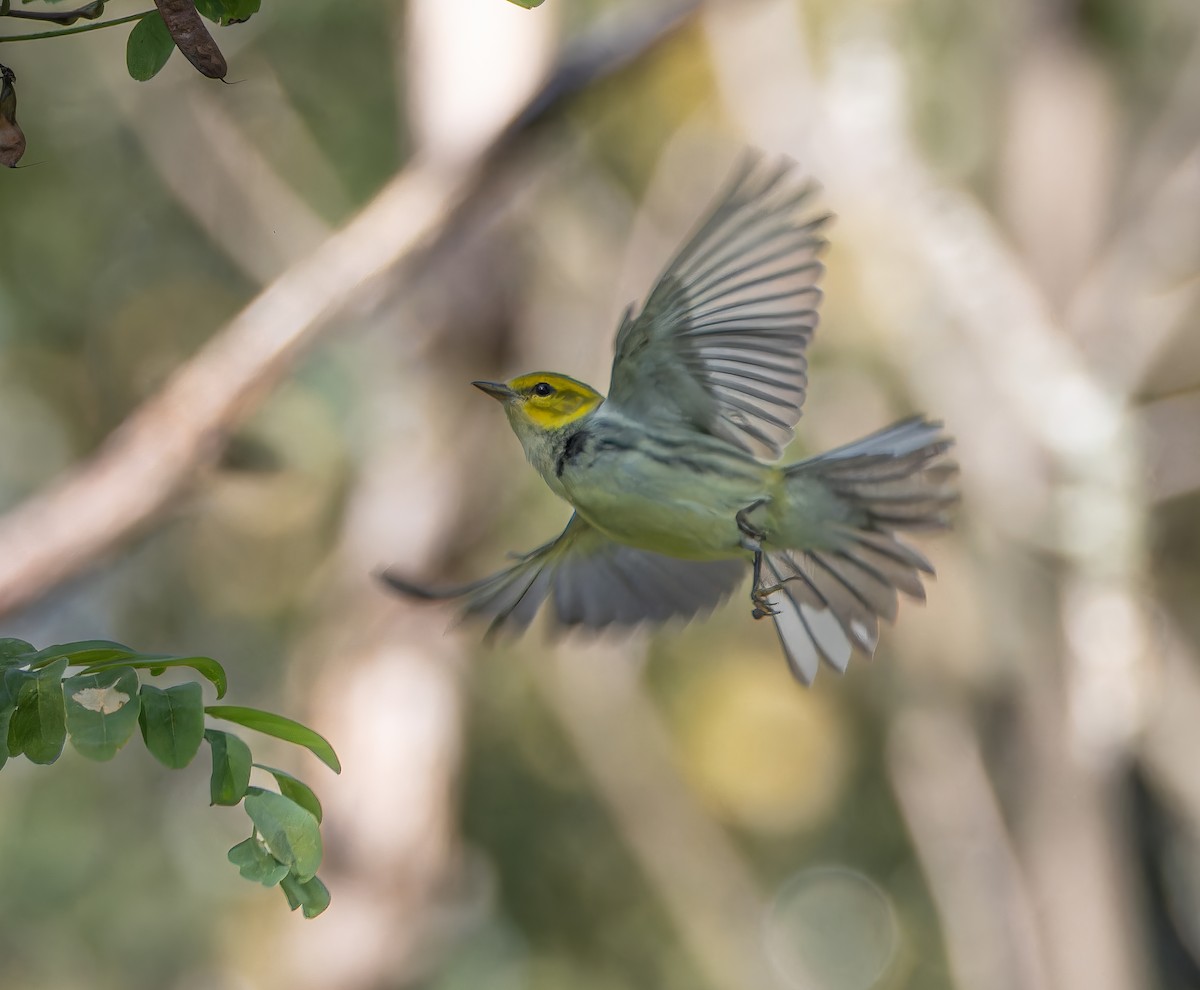 Grünmantel-Waldsänger - ML641073594