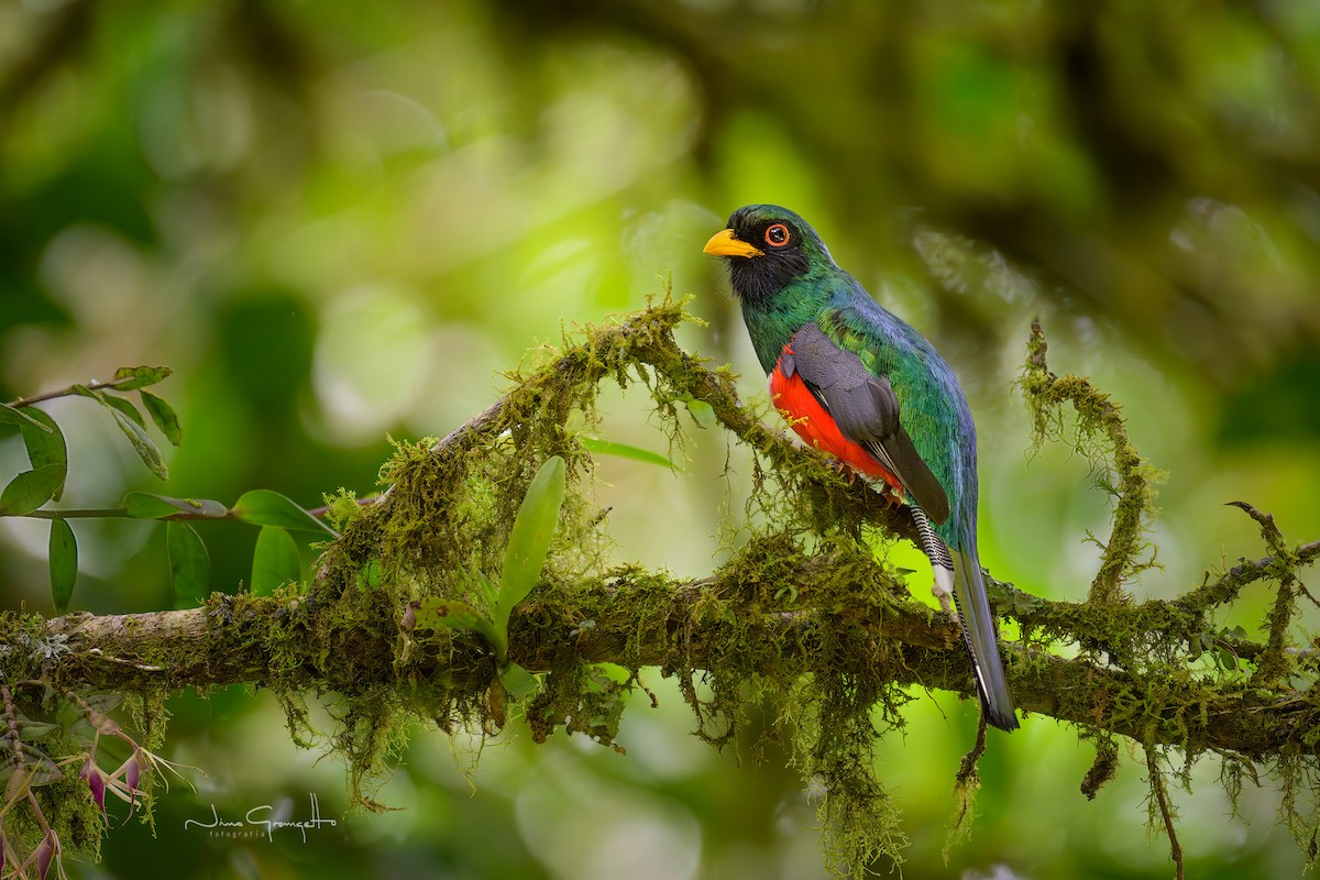 trogon škraboškový - ML641073623