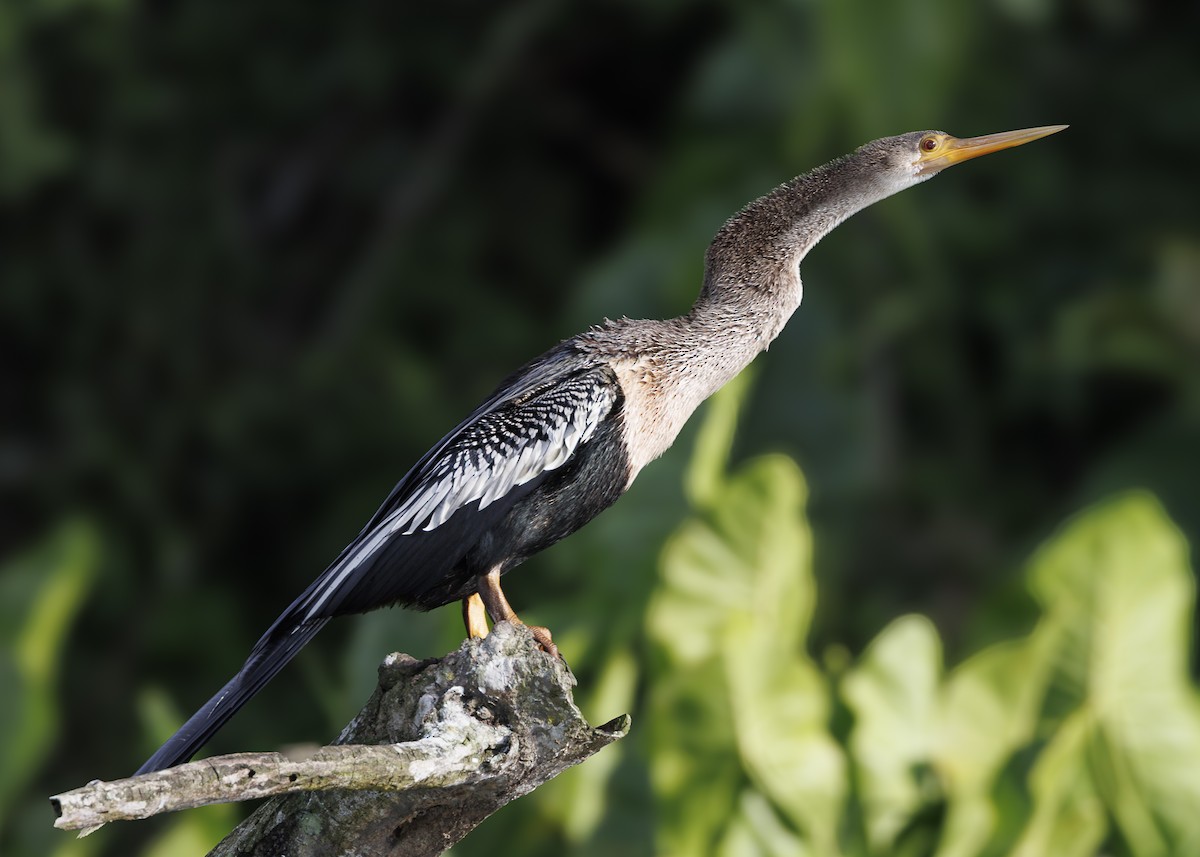 Anhinga - ML641073636