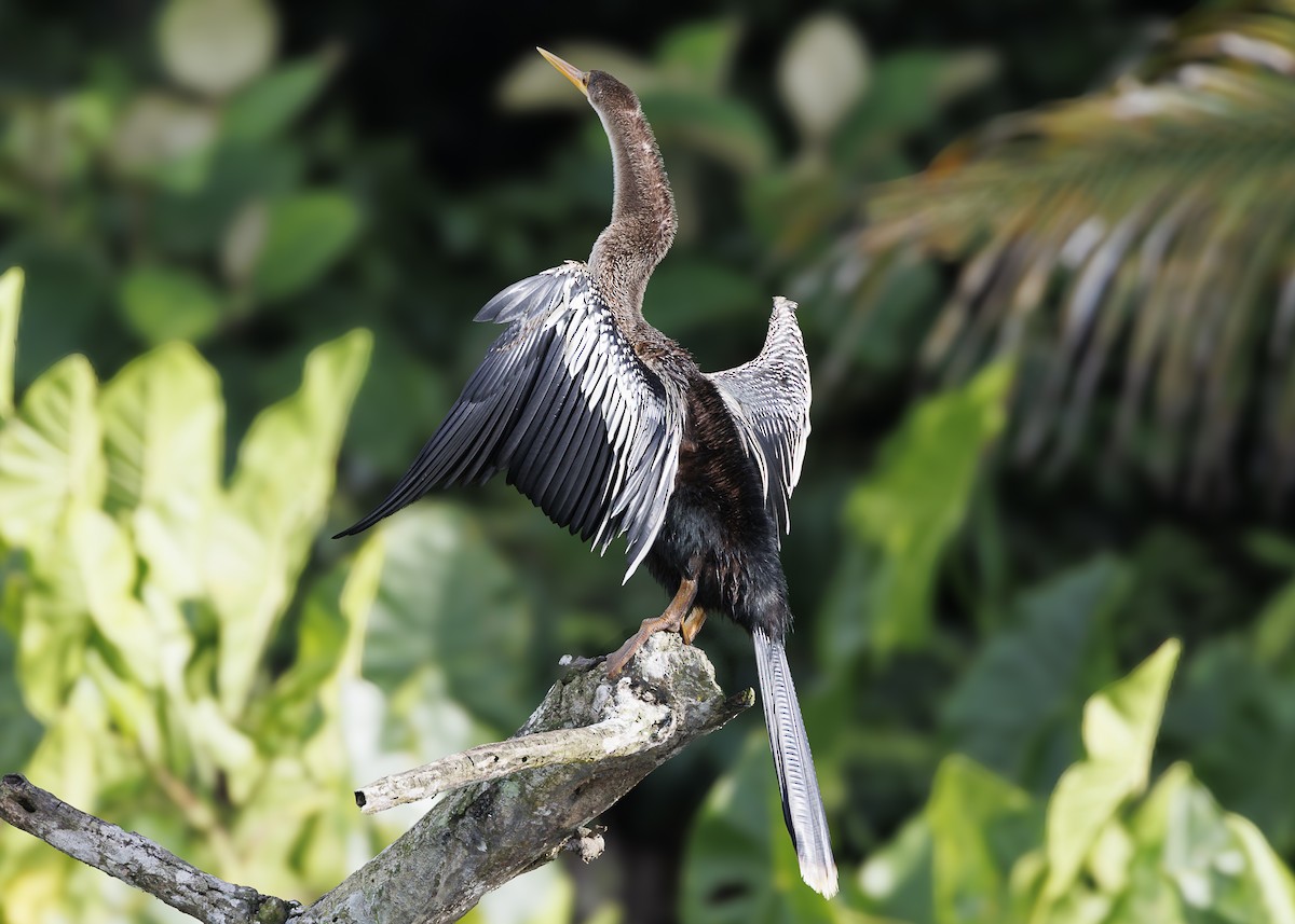 Anhinga - ML641073638