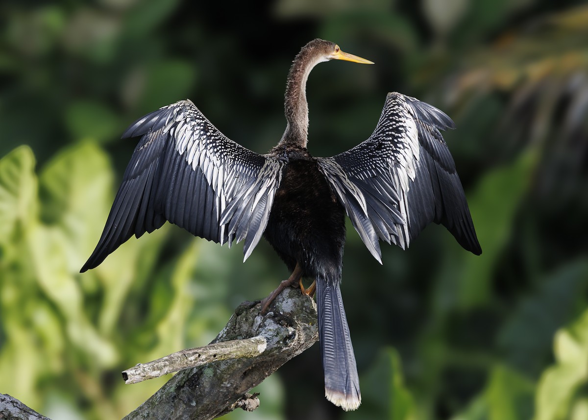 Anhinga - ML641073639