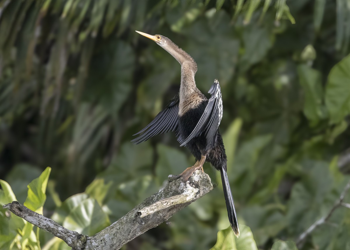 Anhinga - ML641073640