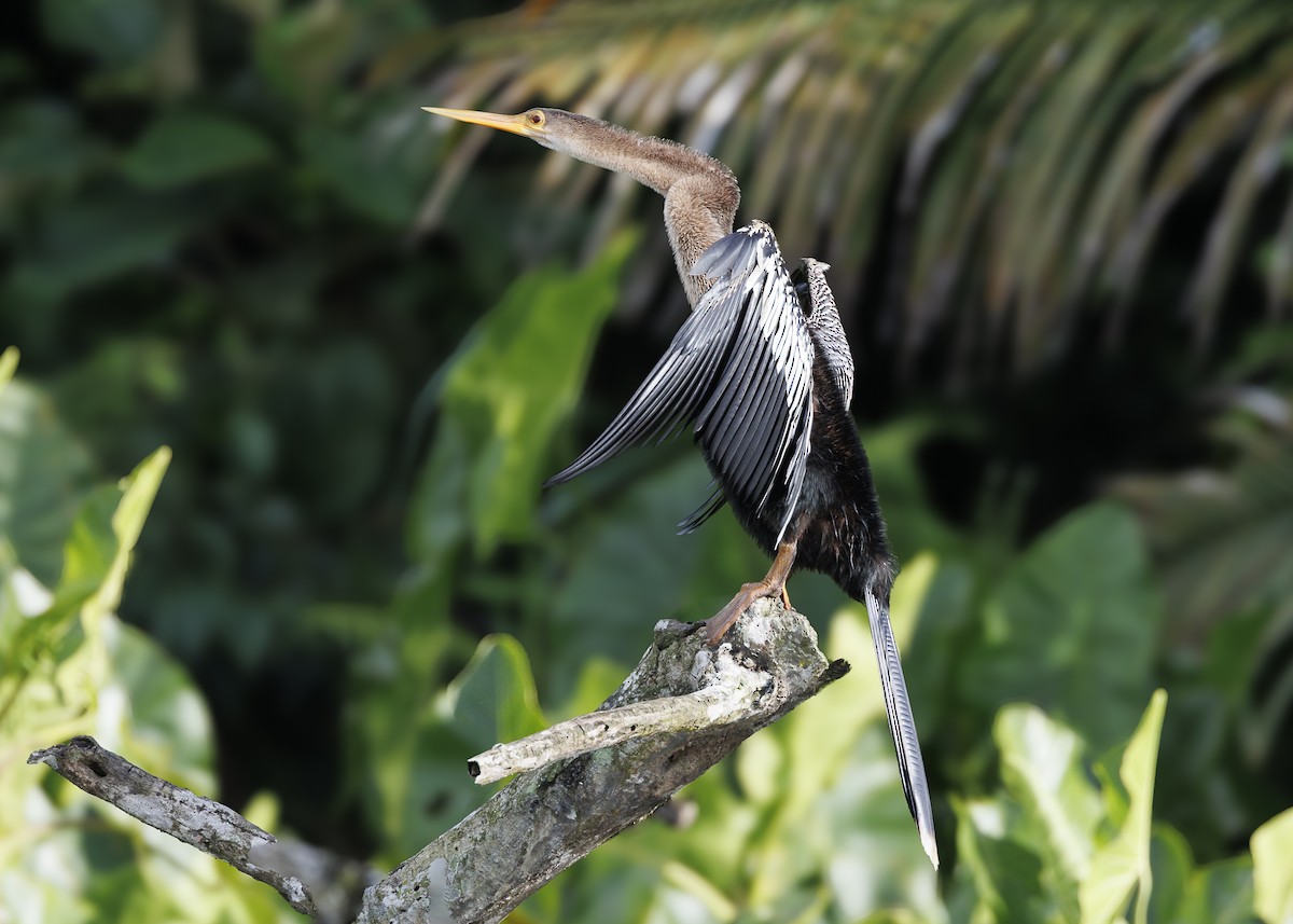 Anhinga - ML641073641