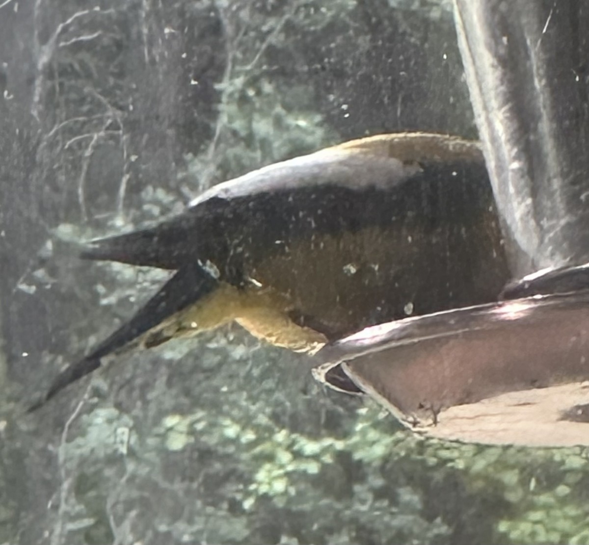 Evening Grosbeak - ML641073642