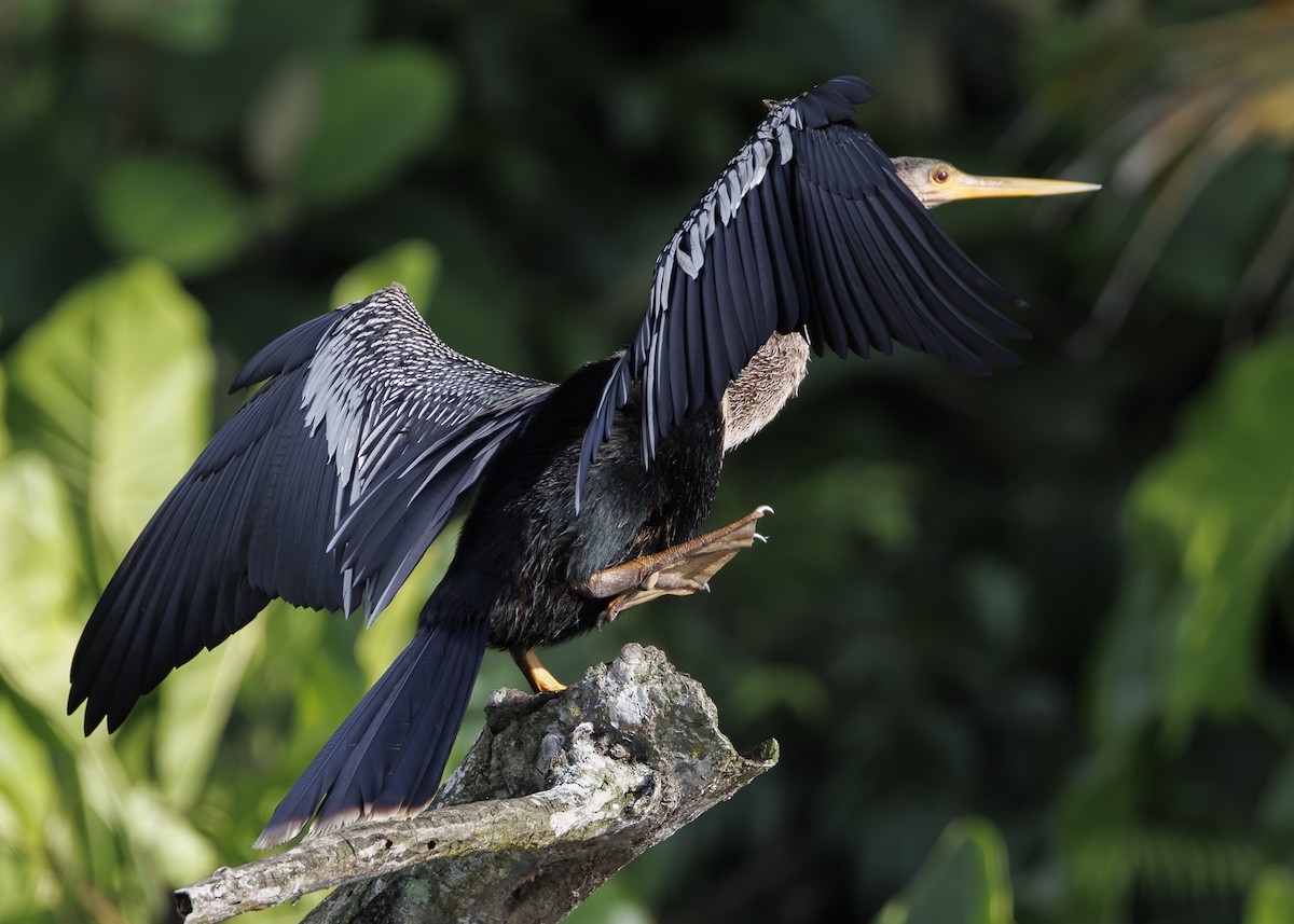 Anhinga - ML641073643