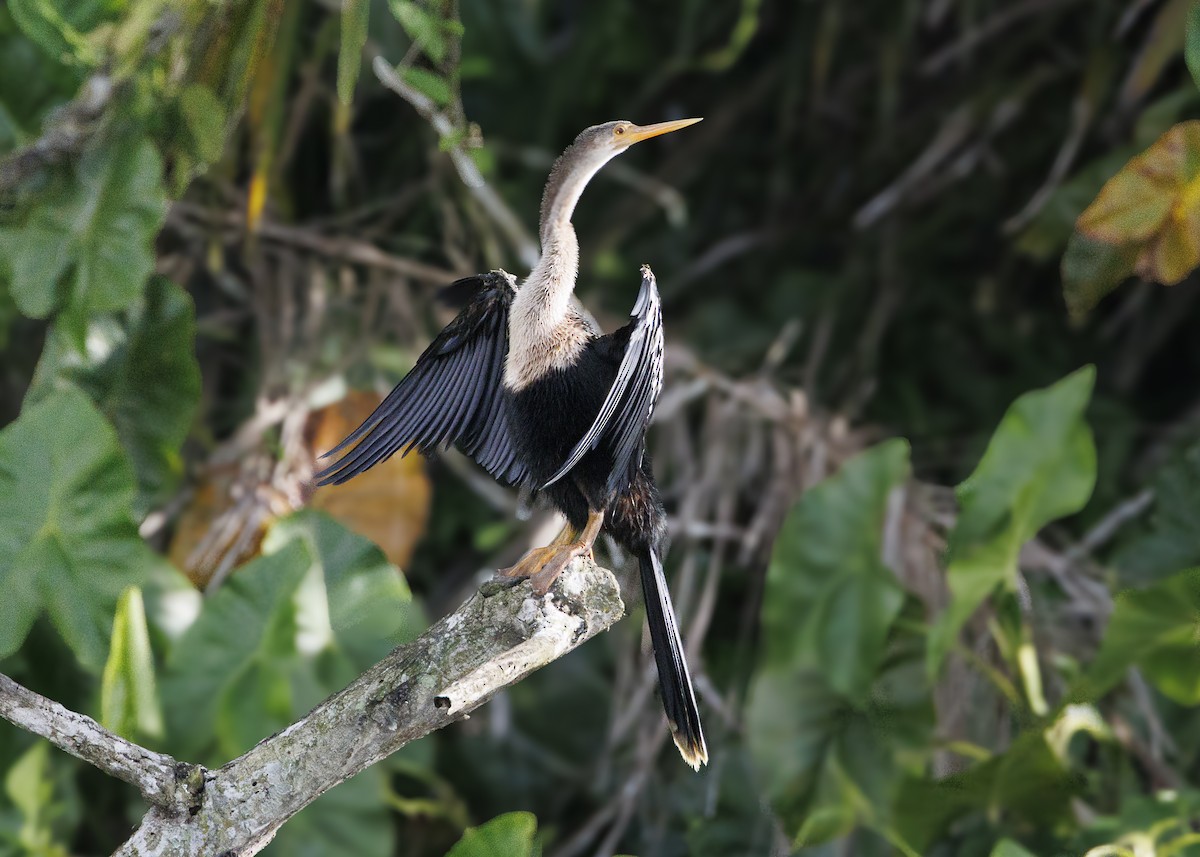 Anhinga - ML641073644