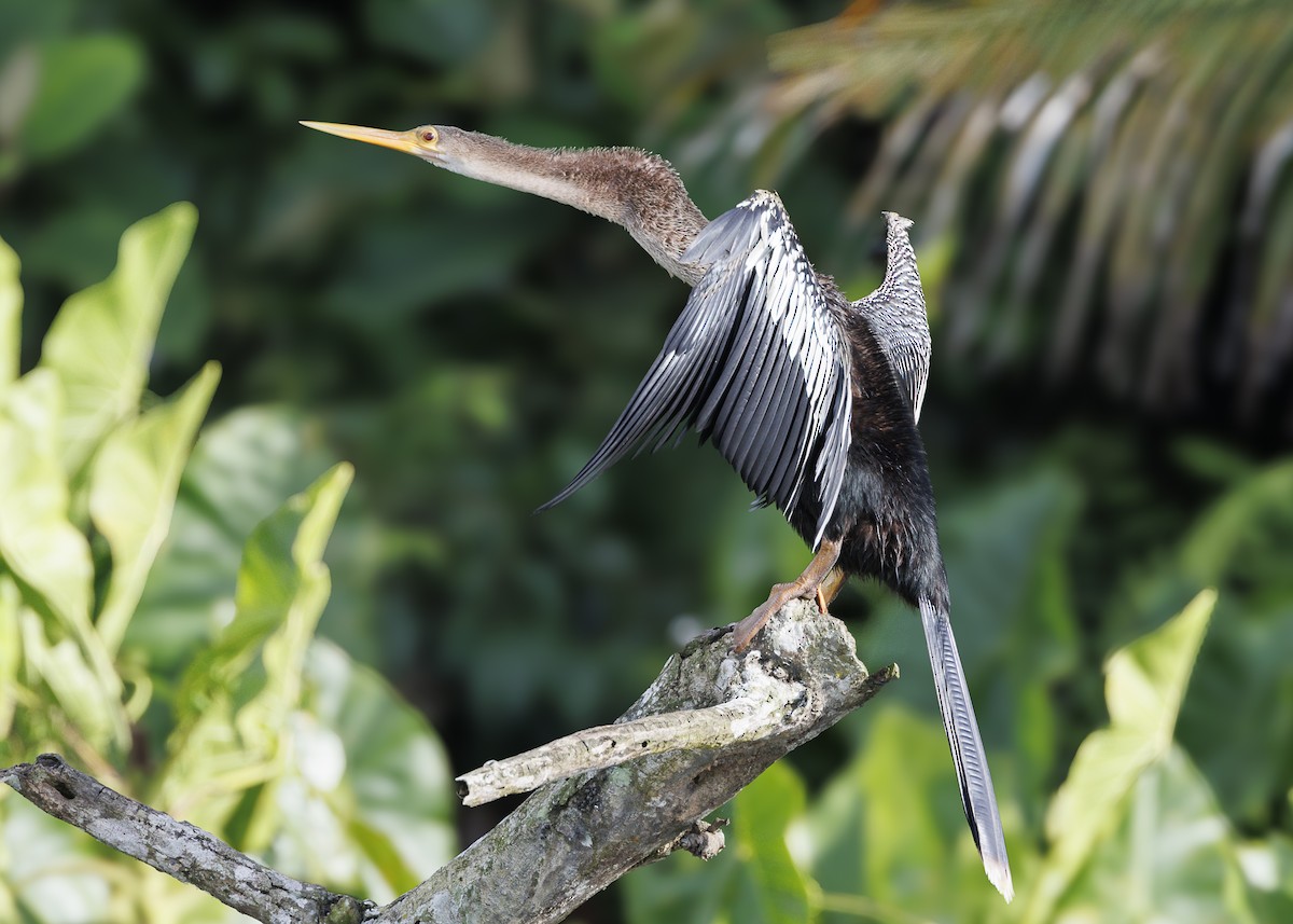 Anhinga - ML641073645