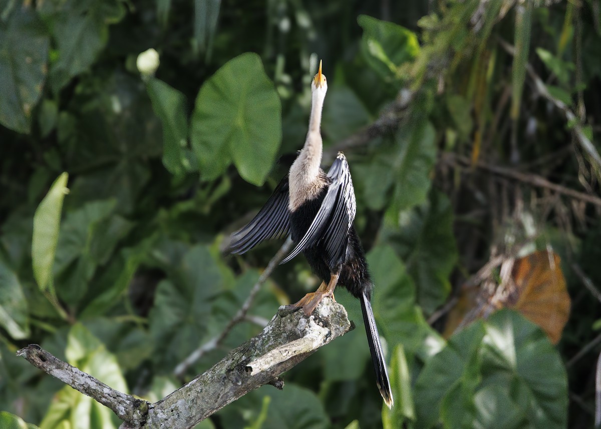 Anhinga - ML641073646