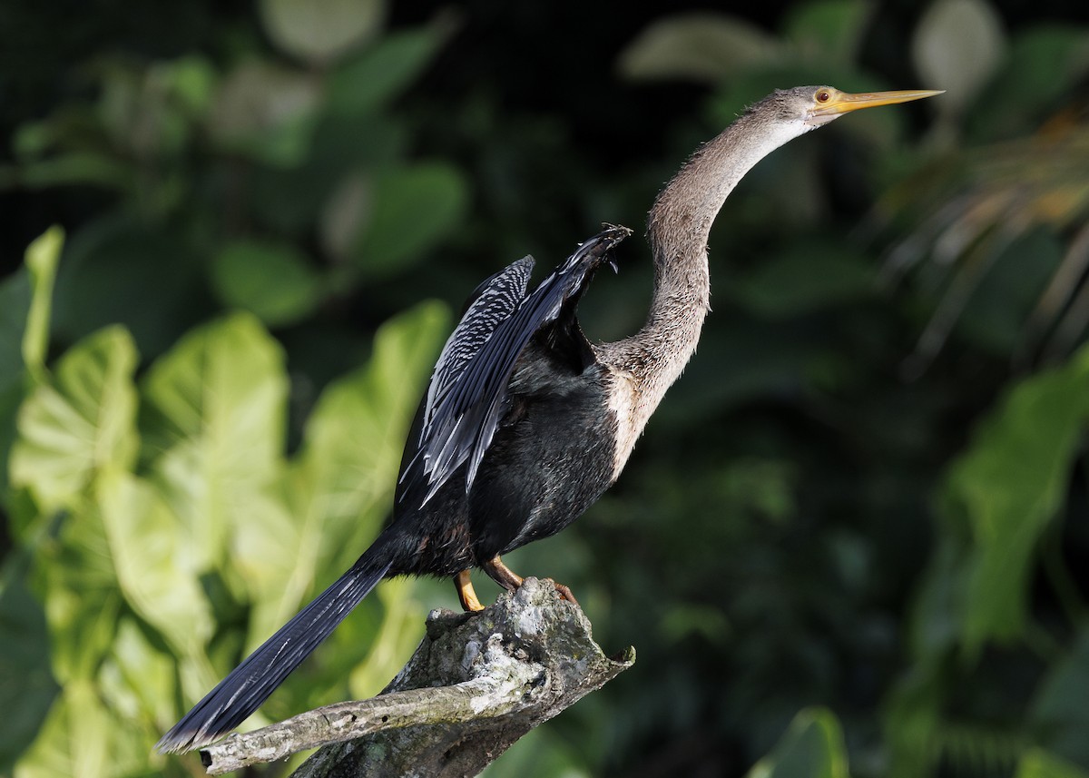 Anhinga - ML641073647