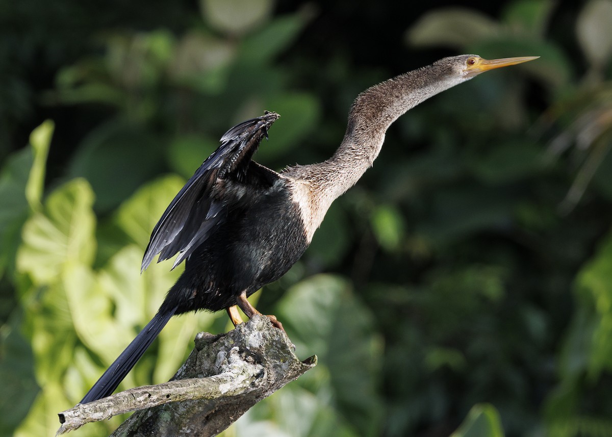 Anhinga - ML641073648
