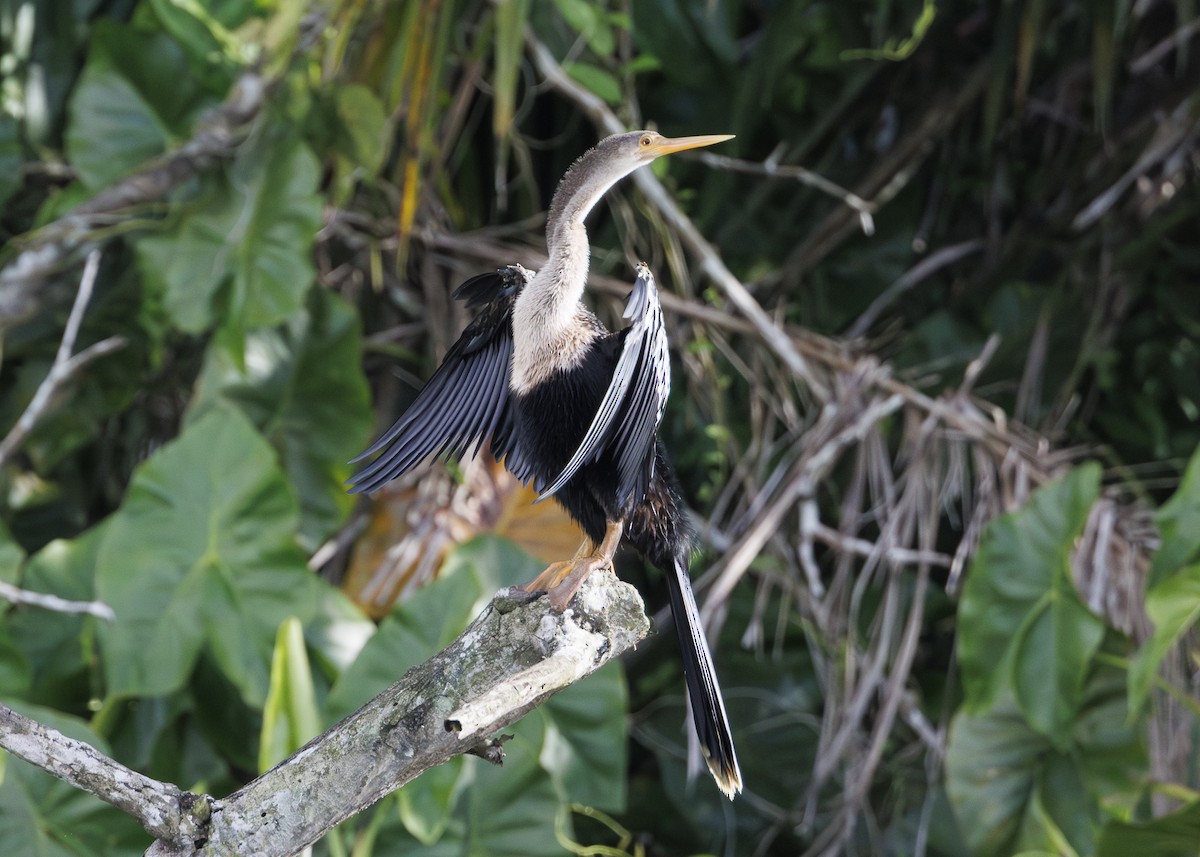 Anhinga - ML641073649