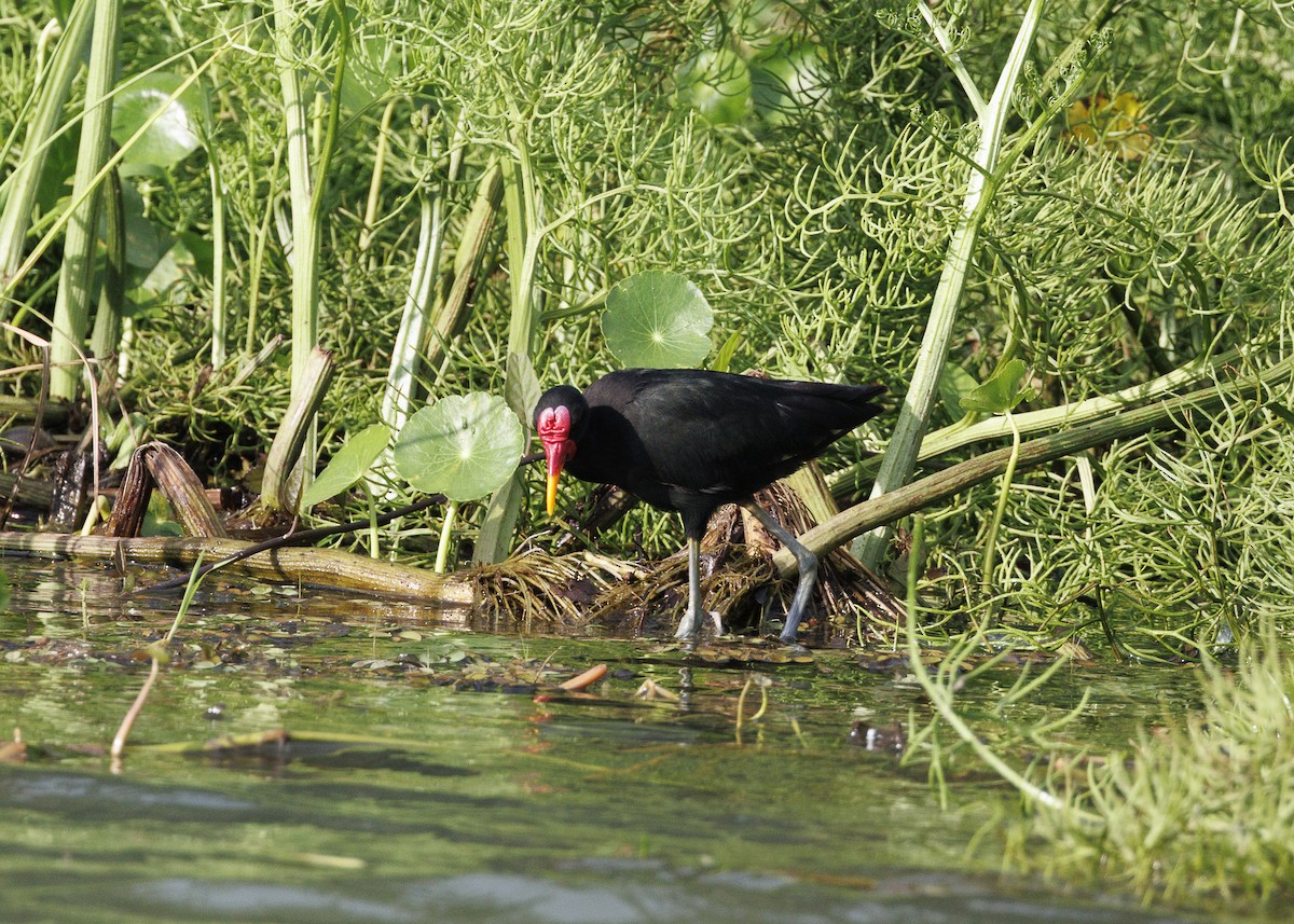 Wattled Jacana (Black-backed) - ML641073704