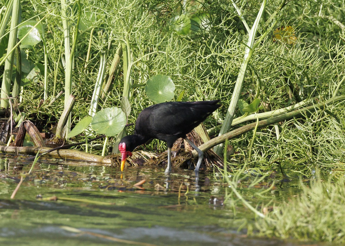 Wattled Jacana (Black-backed) - ML641073705