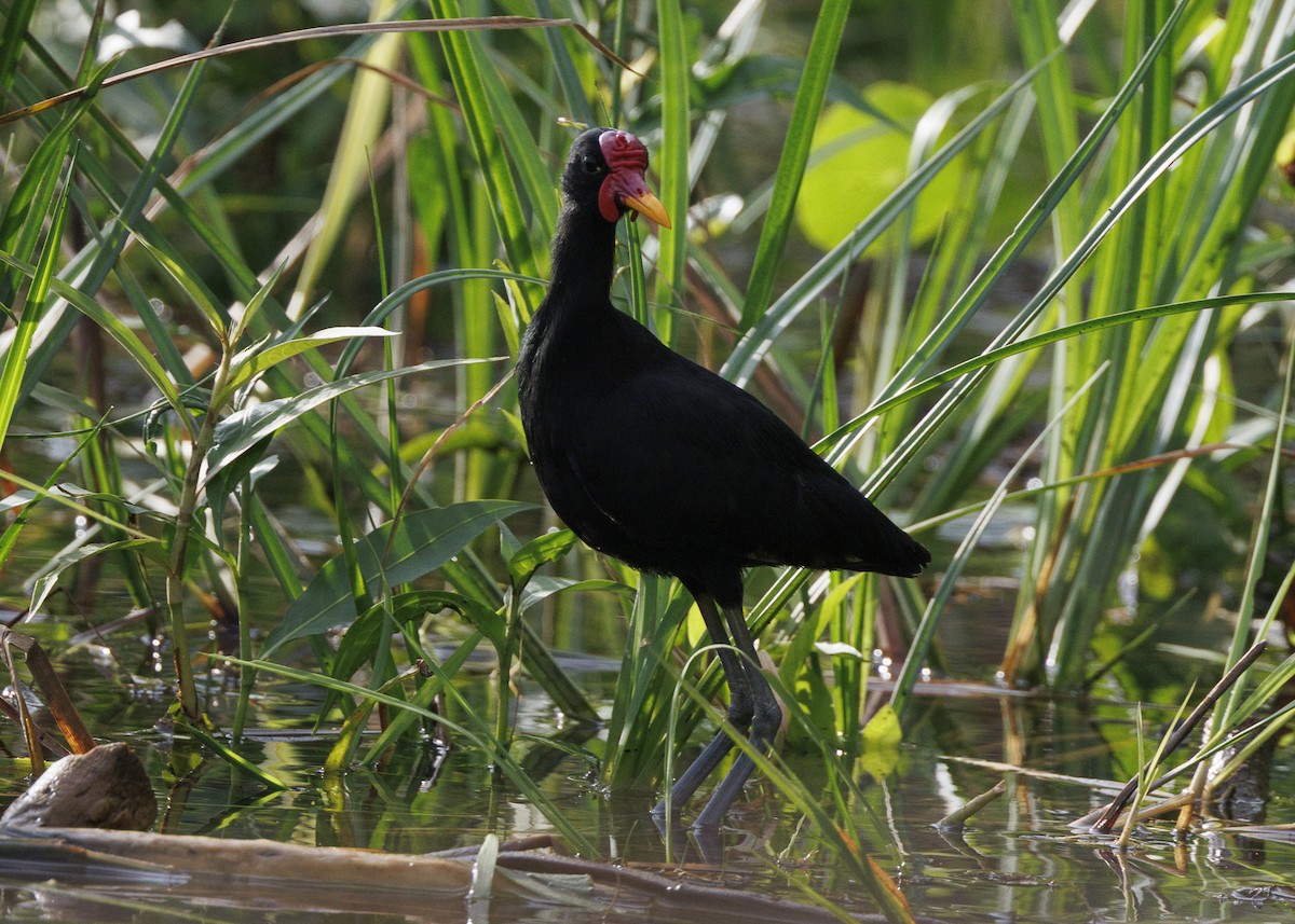 Wattled Jacana (Black-backed) - ML641073707