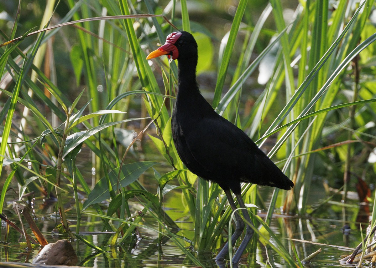 Wattled Jacana (Black-backed) - ML641073708