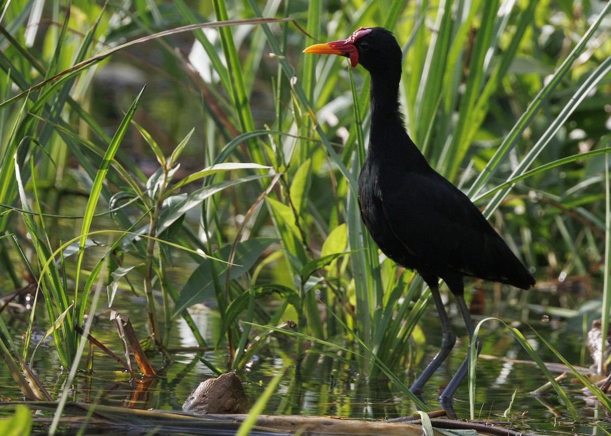 Wattled Jacana (Black-backed) - ML641073709
