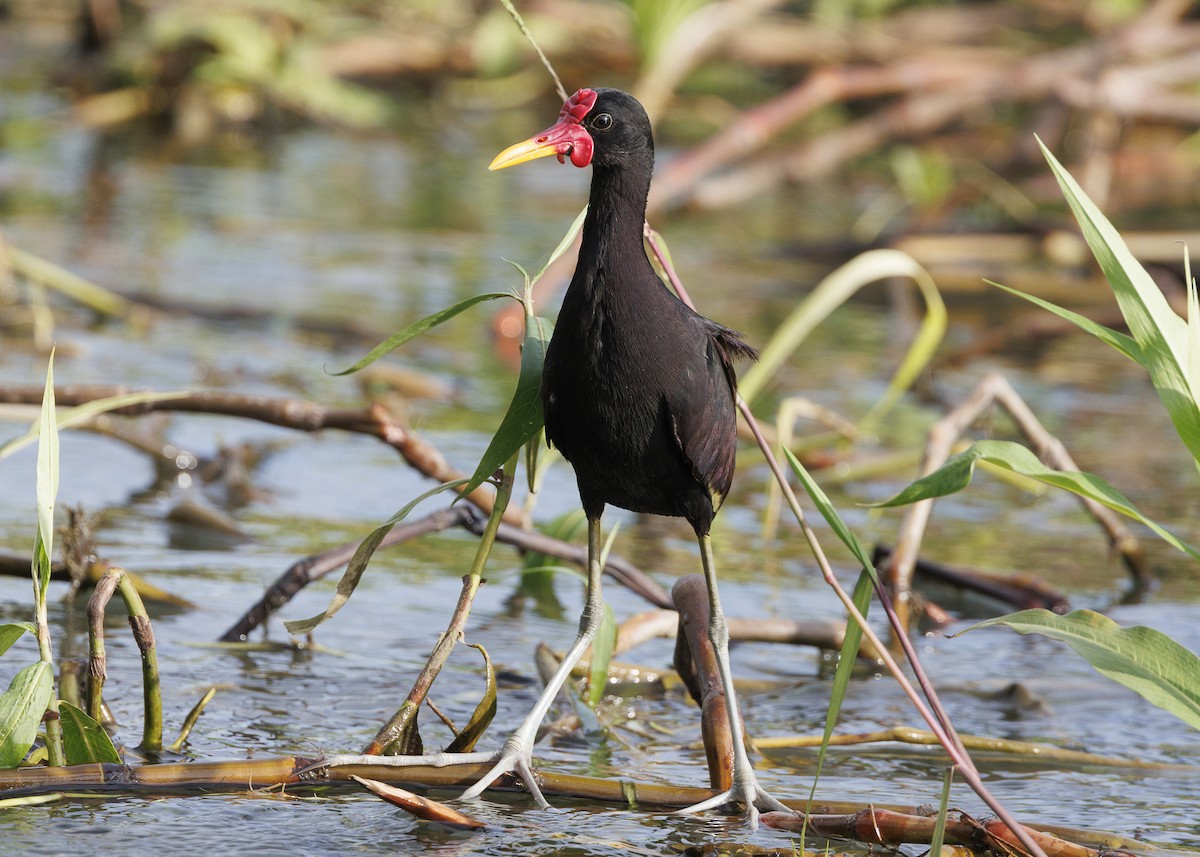 Wattled Jacana (Black-backed) - ML641073710