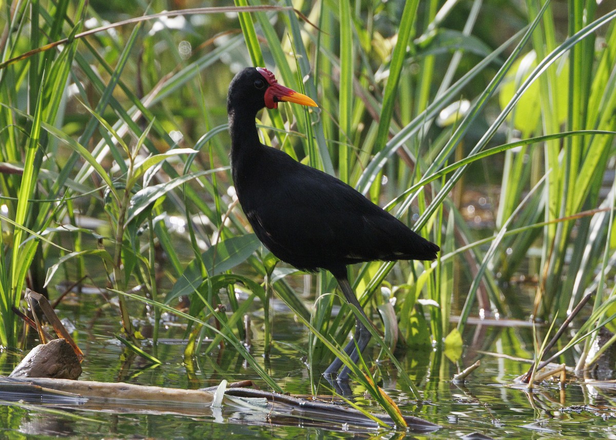 Wattled Jacana (Black-backed) - ML641073711