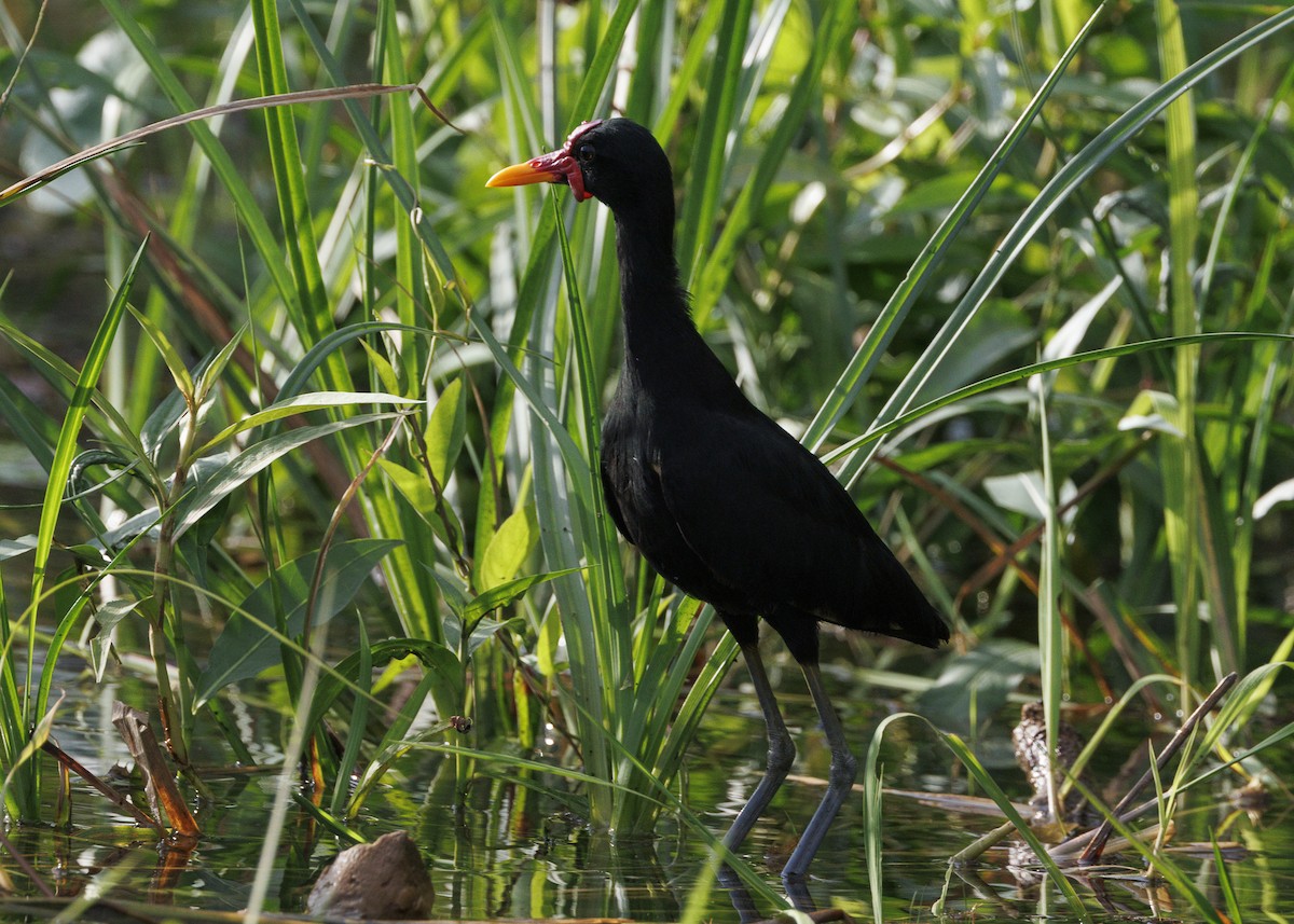 Wattled Jacana (Black-backed) - ML641073712
