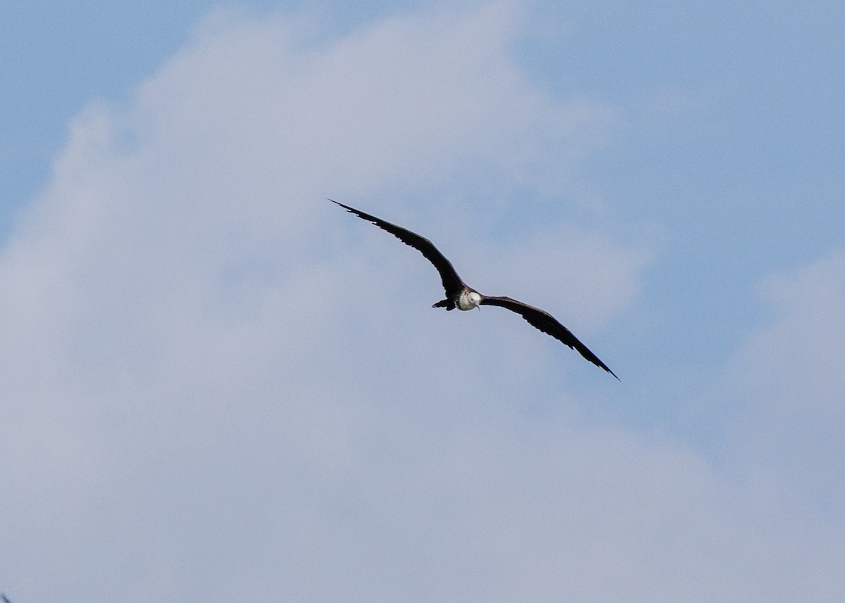 Magnificent Frigatebird - ML641073715