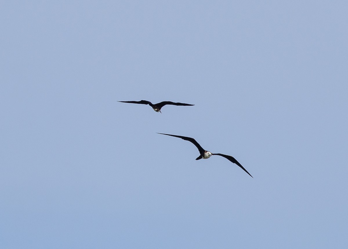 Magnificent Frigatebird - ML641073717