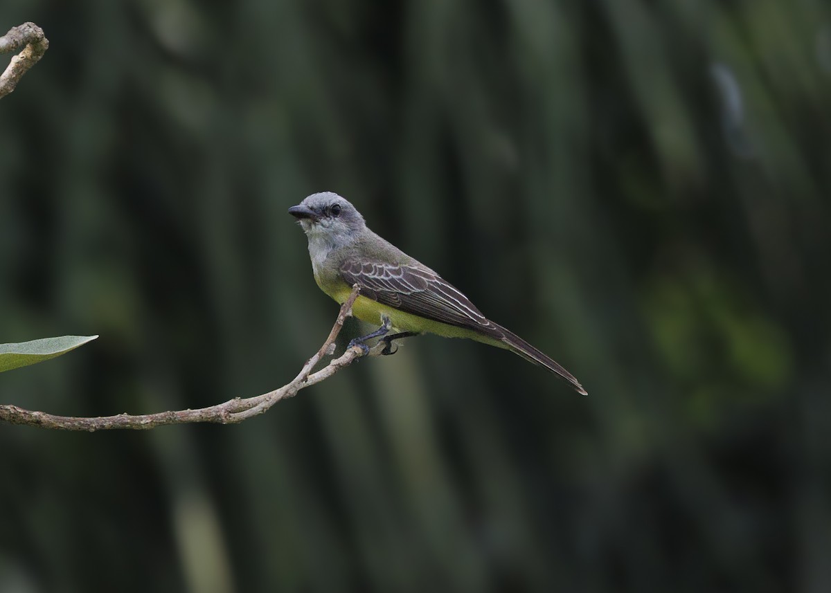 Tropical Kingbird - ML641073727