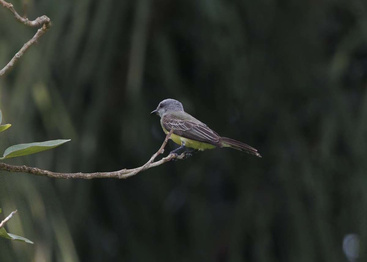Tropical Kingbird - ML641073728
