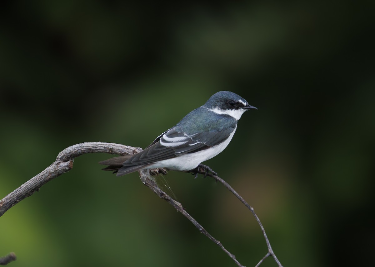 Mangrove Swallow - ML641073733