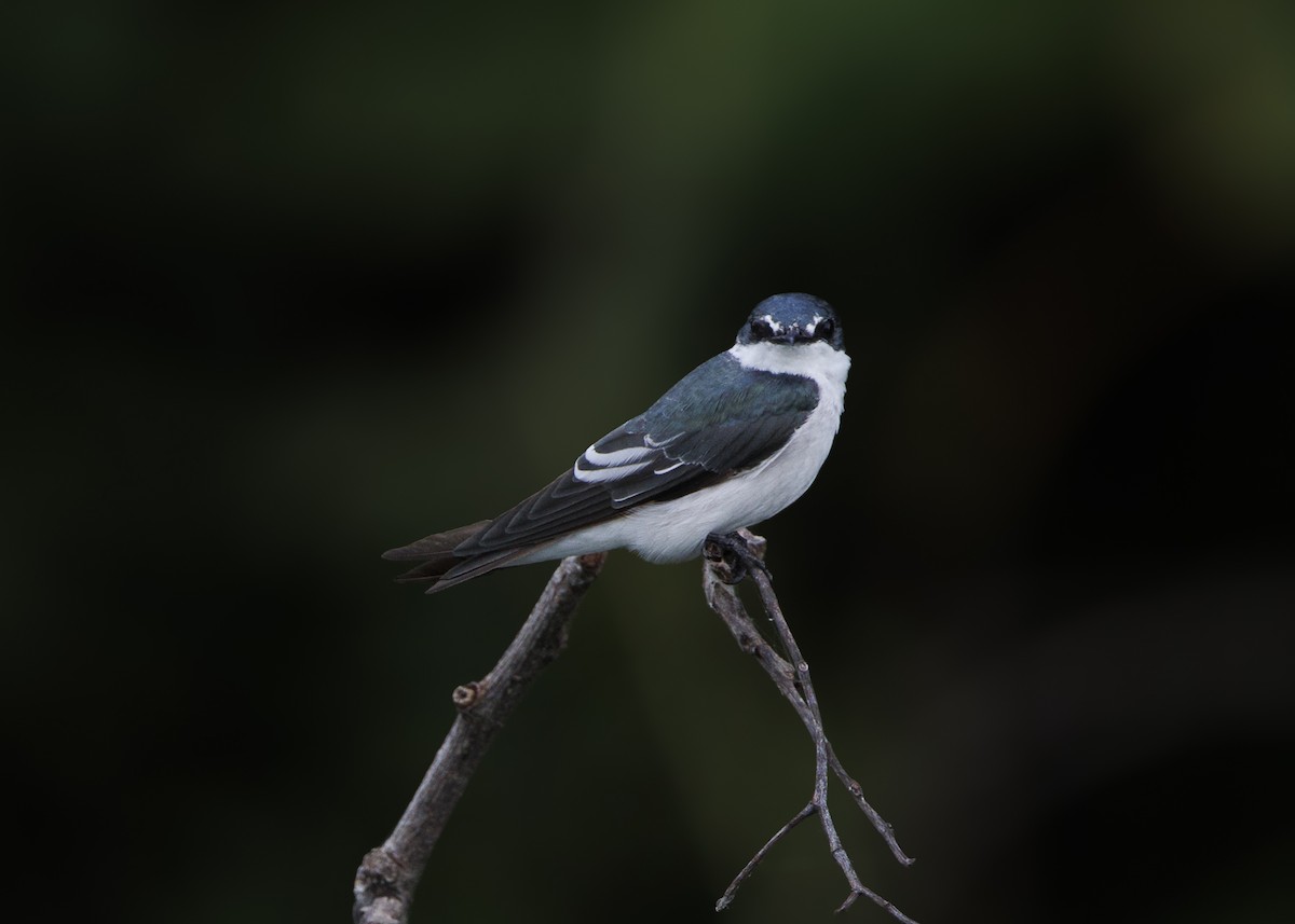 Mangrove Swallow - ML641073734
