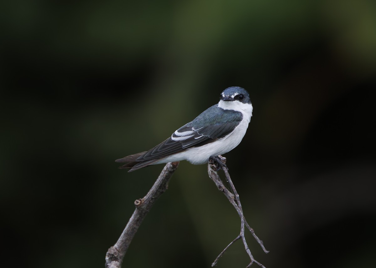 Mangrove Swallow - ML641073735