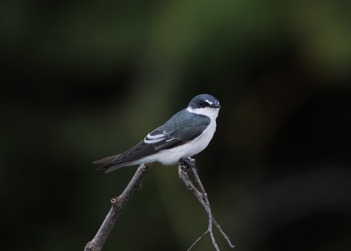 Mangrove Swallow - ML641073736
