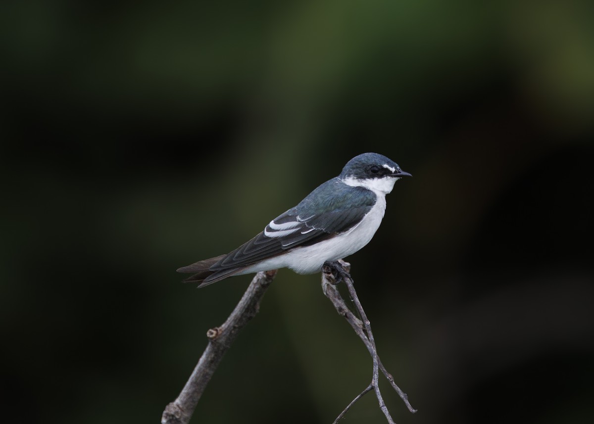Mangrove Swallow - ML641073737