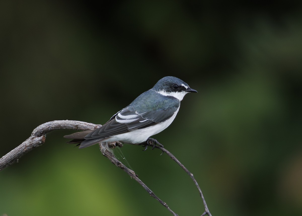 Mangrove Swallow - ML641073739