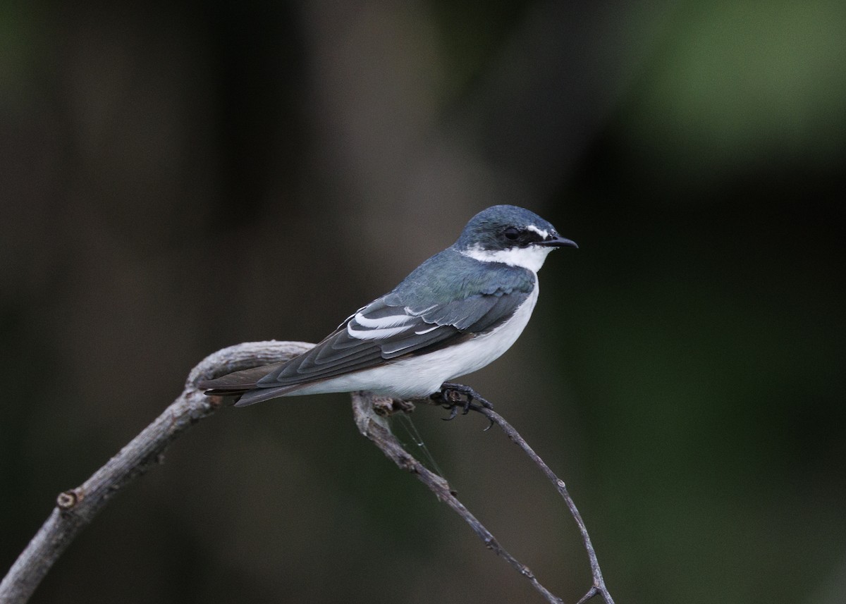 Mangrove Swallow - ML641073740