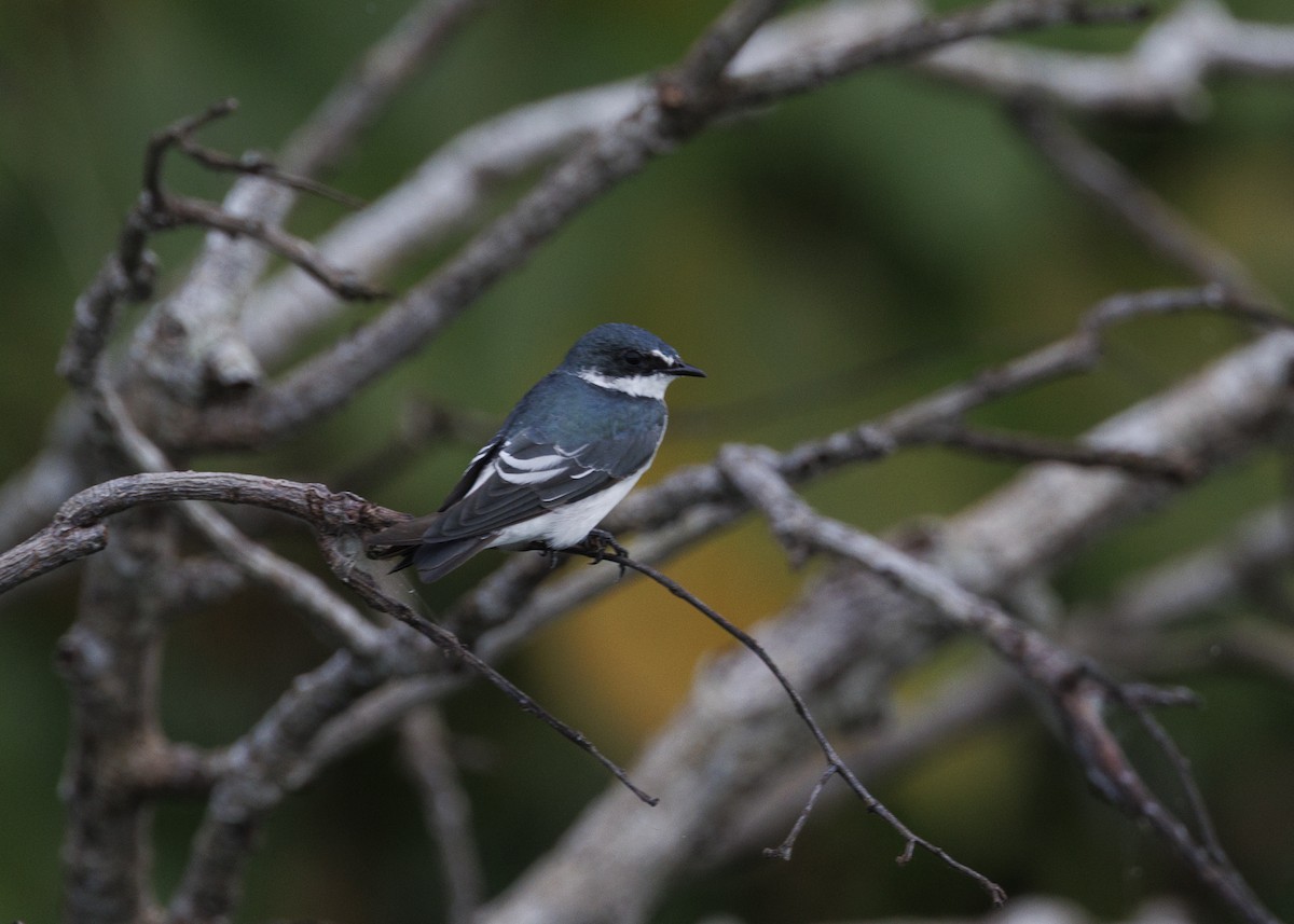 Mangrove Swallow - ML641073741